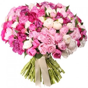 101 peonies