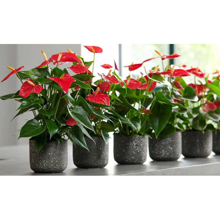 Антуриумы в Астане