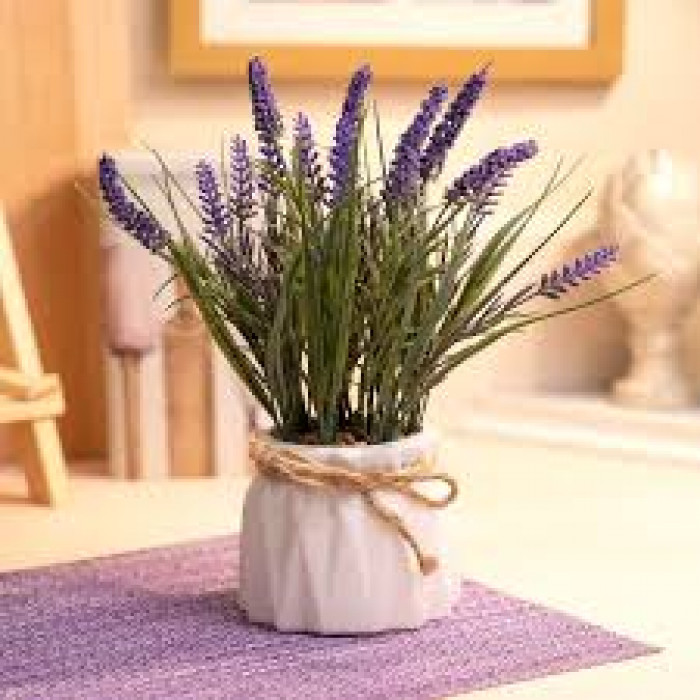 Лаванда в Астане