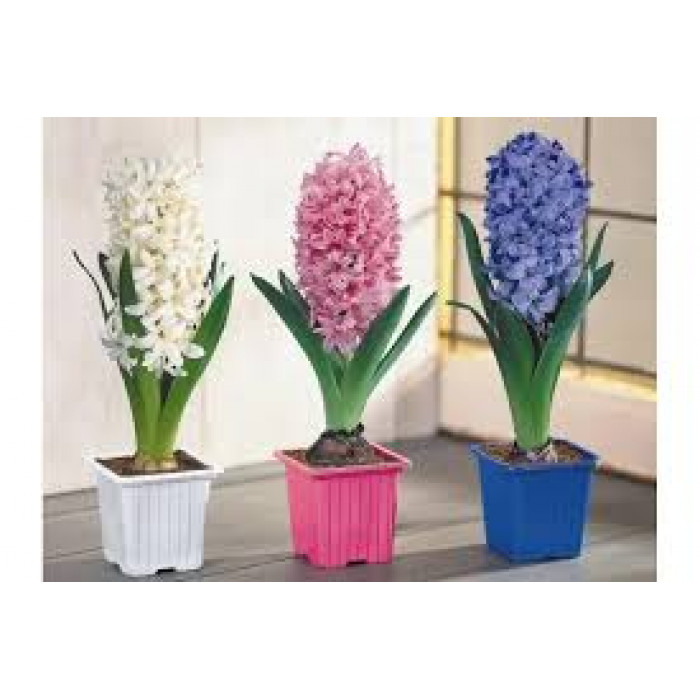 Гиацинты в Астане