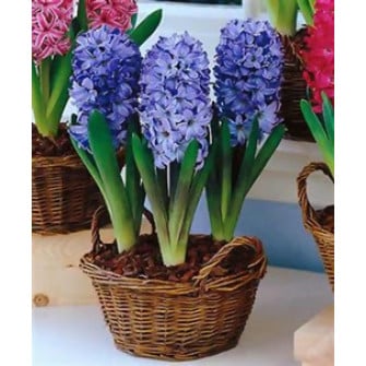 Синие гиацинты Синие гиацинты