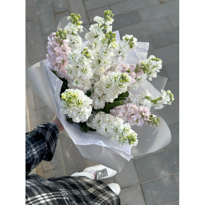 Маттиола в Астане