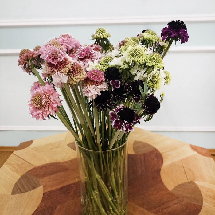 Скобиоза в Астане