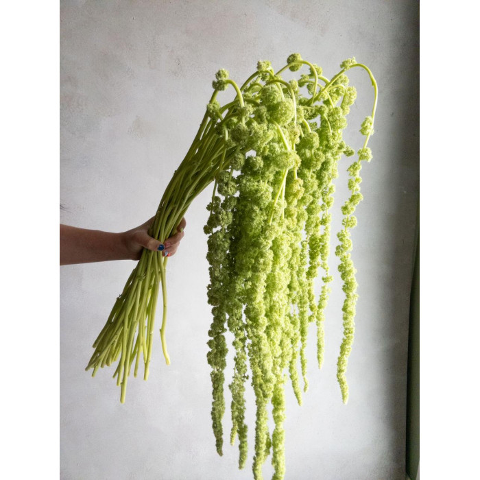 Амарантус в Астане