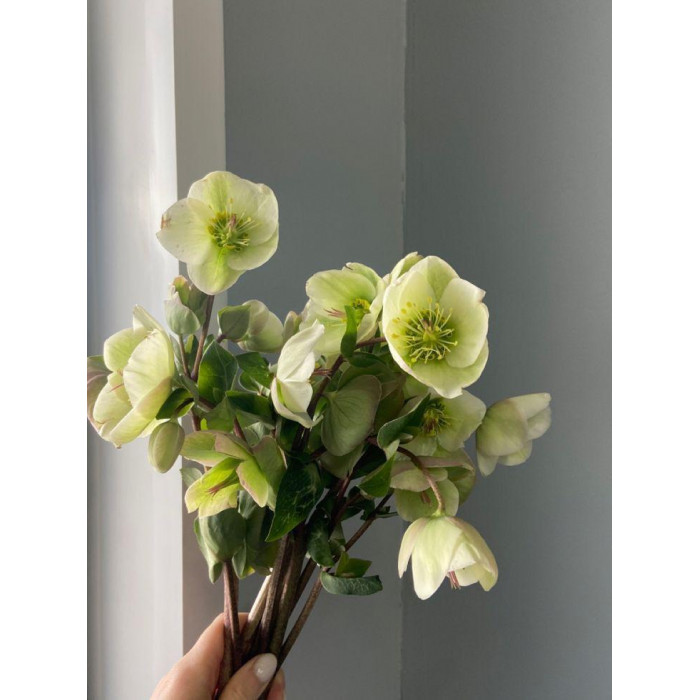 Хелеборус в Астане