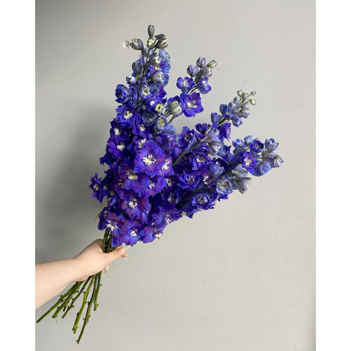 Делфиниум в Астане