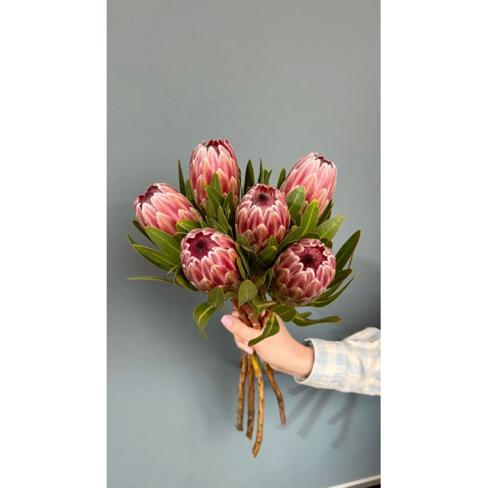 Протея в Астане