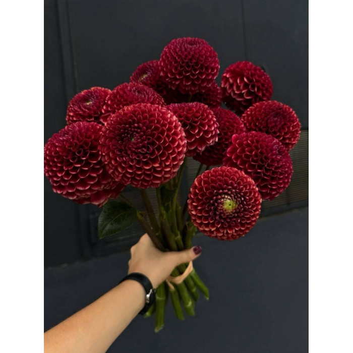 Георгины в Астане