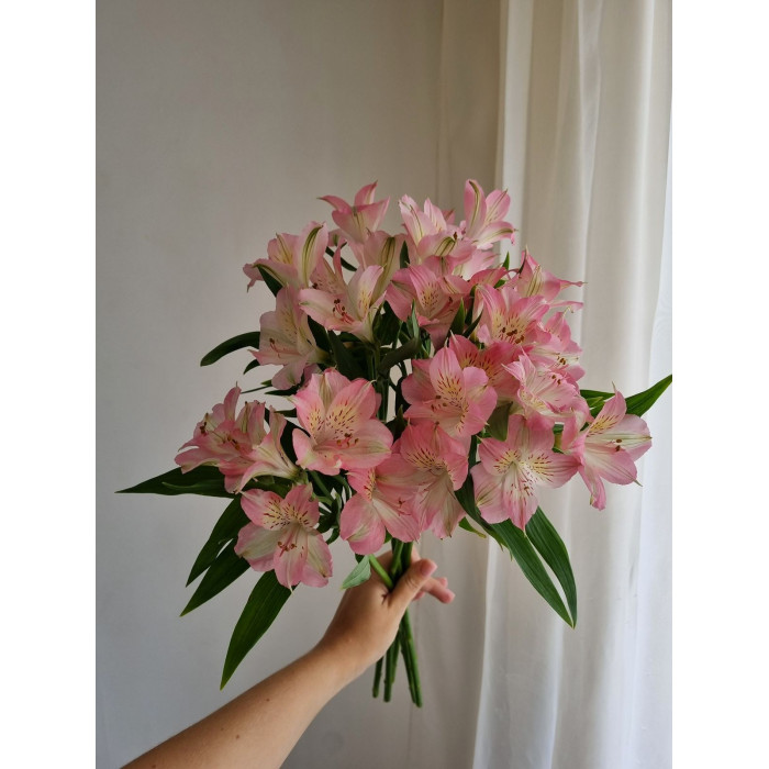 Альпиния в Астане