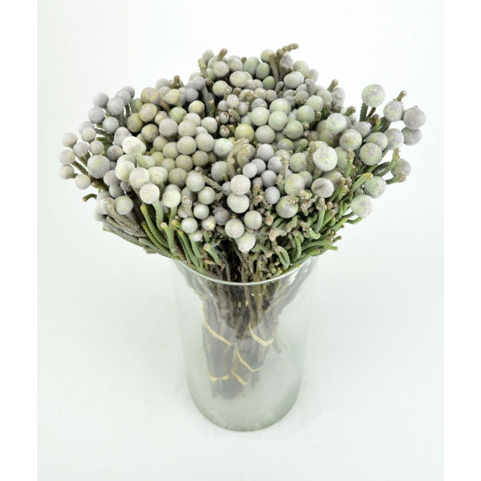 Бруния в Астане