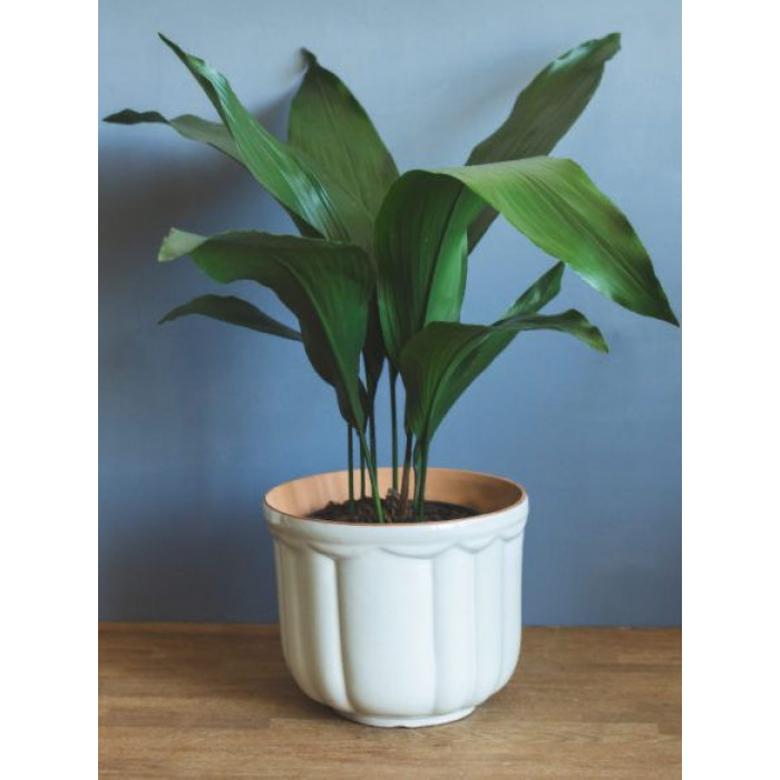 Аспидистра в Астане