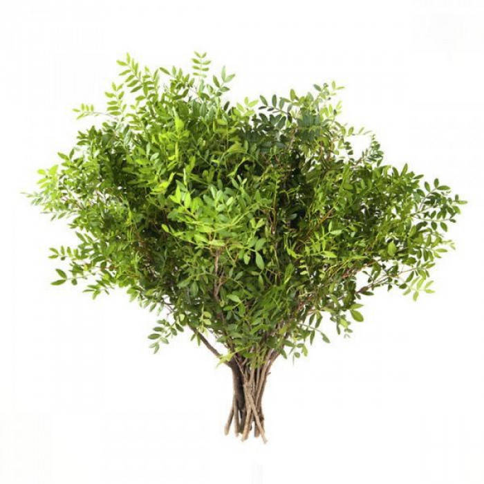 Писташ в Астане