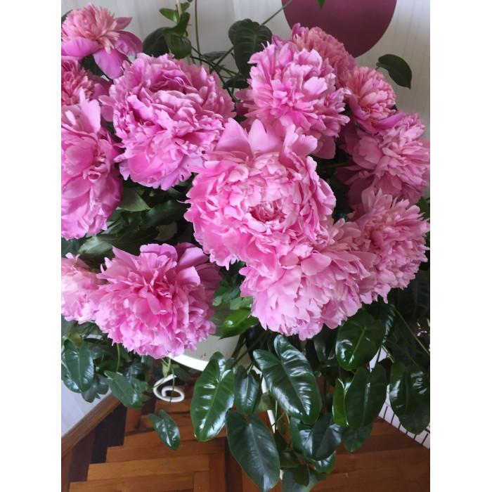 Пион древовидный в Астане