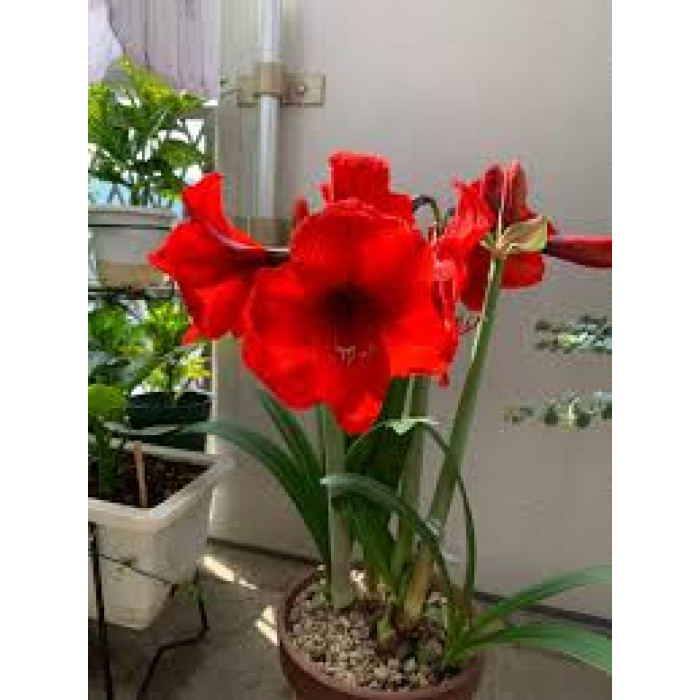 Амариллис в Астане