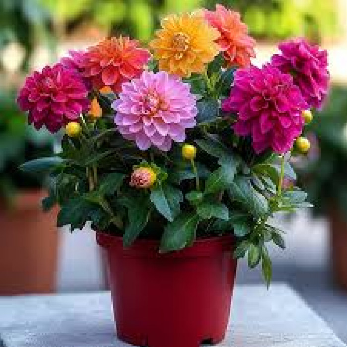 Георгины в Астане