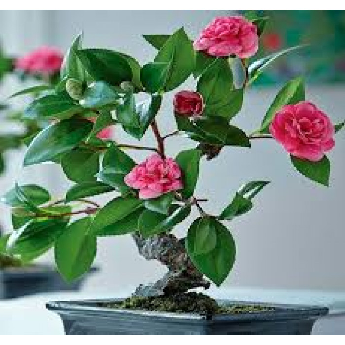 Камелия в Астане