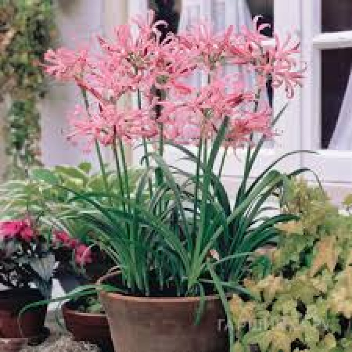 Нерине в Астане