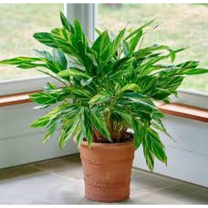 Альпиния в Астане