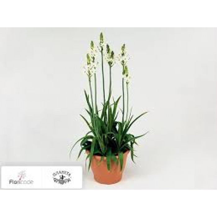 Орнитогалум в Астане