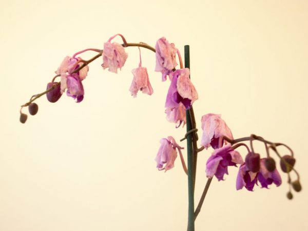 Почему у орхидеи вянут цветы